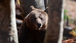 Популяция медведей в РФ увеличилась