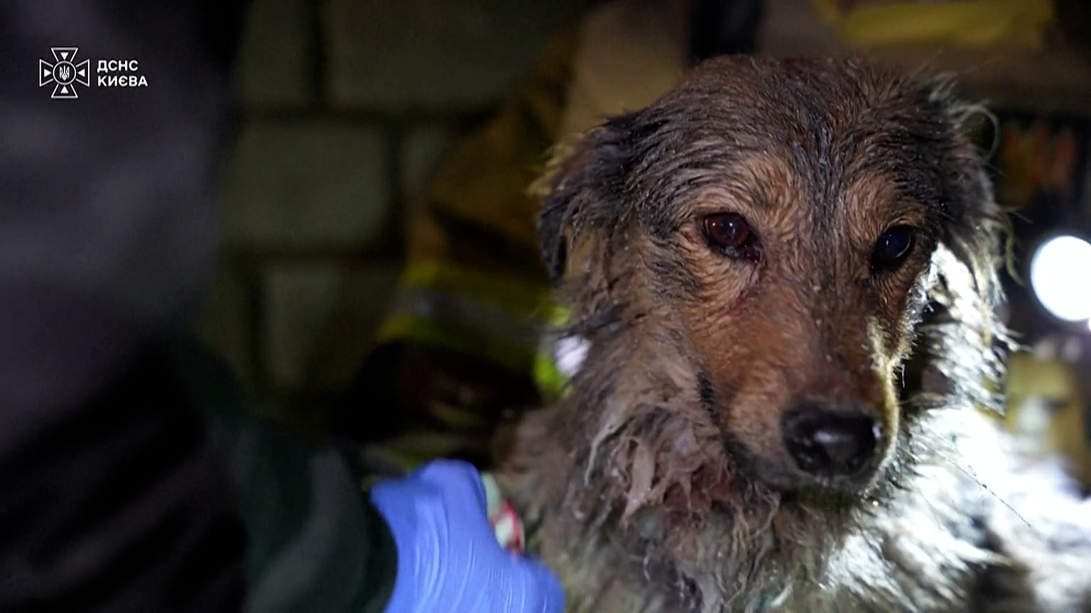 Dog rescued from the rubble after an overnight Russian attack.