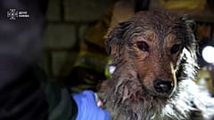 Dog rescued from the rubble after an overnight Russian attack.