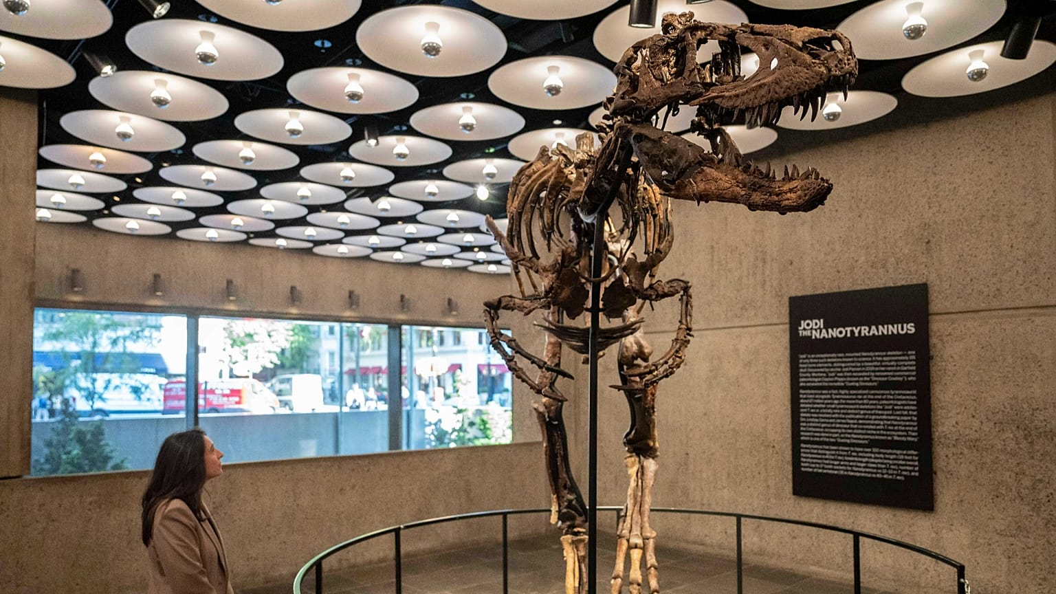 Imagem de arquivo: Jodi, um esqueleto de Nanotyrannus montado, do período Cretácico, com cerca de 67 milhões de anos, em exposição na Sotheby's, 13 out. 2026, Nova Iorque