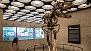 PHOTO D'ARCHIVE : Jodi, un squelette de Nanotyrannus monté du Crétacé, environ 67 millions d'années, exposé chez Sotheby's, le 13 octobre 2026 à New York