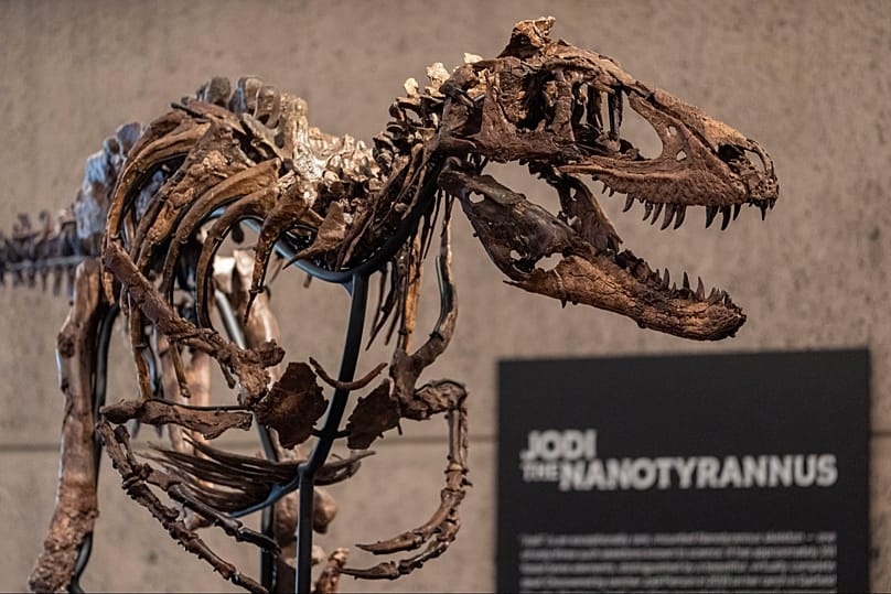 FICHEIRO: “Jodi”, o Nanotyrannus, em exposição na Sotheby's, em Nova Iorque, 13 out. 2026