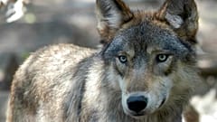 In Brandenburg soll ein Wolf ein Kind angefallen haben - SYMBOLBILD