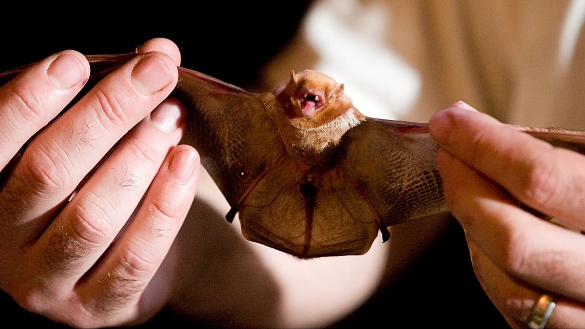 Wind Turbines Have Killed 18.7 Million Bats in the US Since 1981