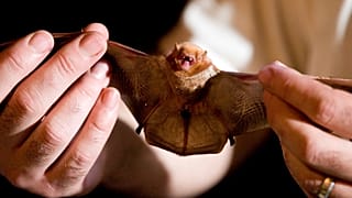 Un rilevatore tiene un pipistrello rosso durante il Bat Blitz, un censimento di pipistrelli nella Bankhead National Forest svolto per la prima volta nel 2008.