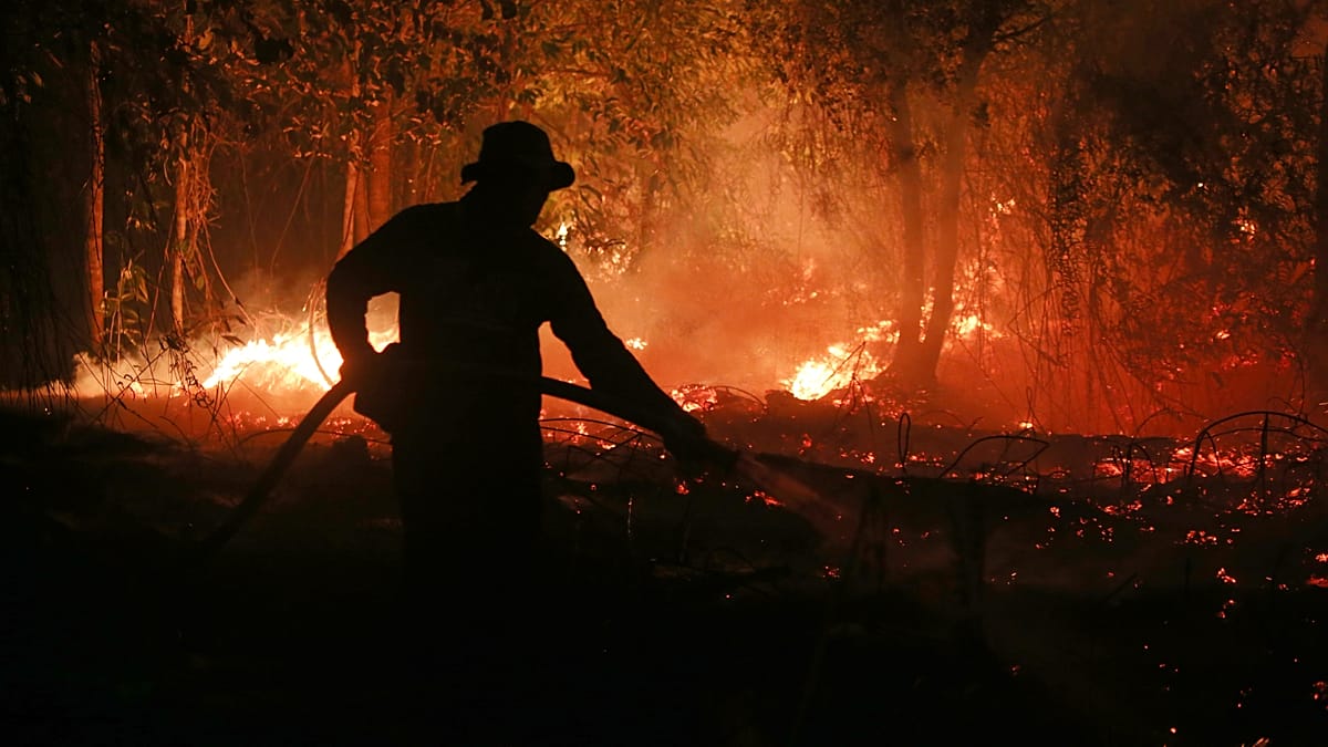 EU deforestation law faces enforcement test as palm oil giants risk violations