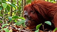 One orangutan released from the cage to the forest