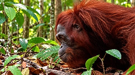 Indonésie : neuf orangs-outans relâchés dans une forêt de Bornéo