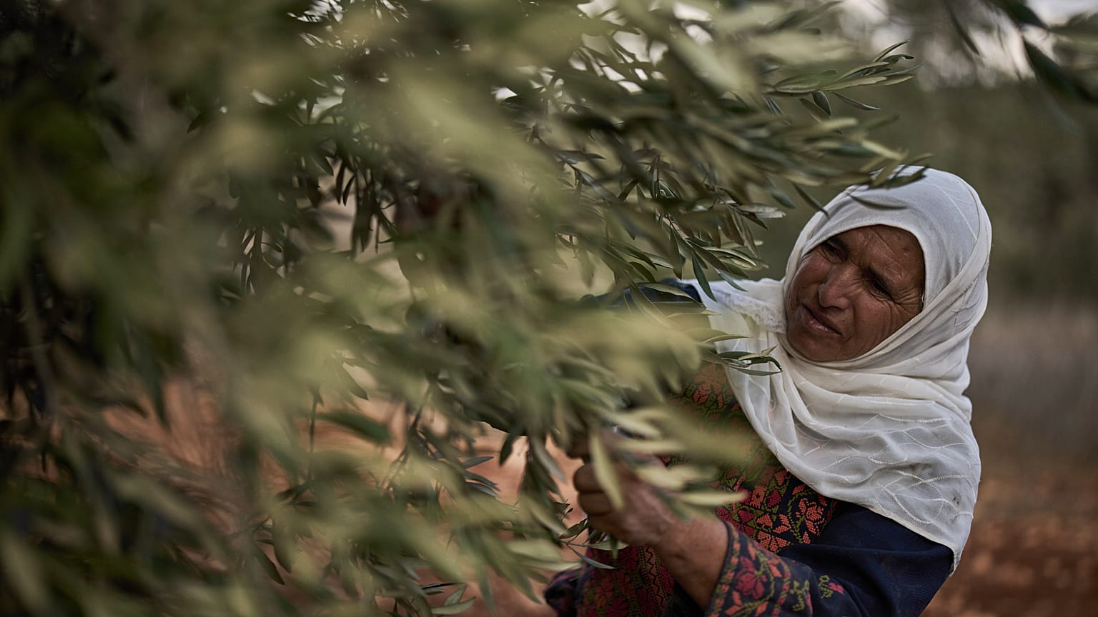 Mulher palestiniana colhendo azeitonas na Cisjordânia