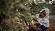 Mulher palestiniana colhendo azeitonas na Cisjordânia