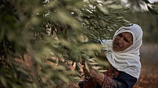 Mulher palestiniana colhendo azeitonas na Cisjordânia