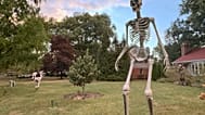 Dev iskelet Skelly