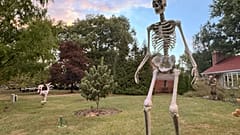 Dev iskelet Skelly