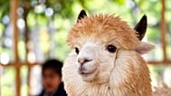 White alpaca at the Multi Zoo, Islamabad